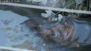 Moving Image Mayhem--ANIMAL EDITION