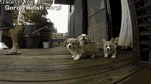 Moving Image Mayhem--ANIMAL EDITION