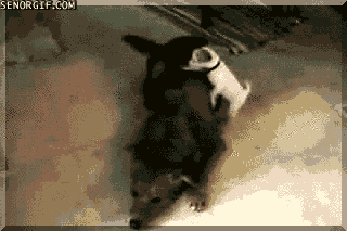 Moving Image Mayhem--ANIMAL EDITION