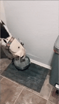 Moving Image Mayhem--ANIMAL EDITION