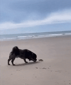 Moving Image Mayhem--ANIMAL EDITION