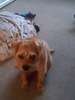 Moving Image Mayhem--ANIMAL EDITION