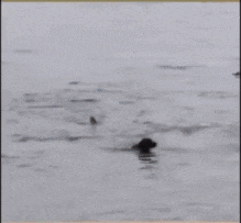 Moving Image Mayhem--ANIMAL EDITION