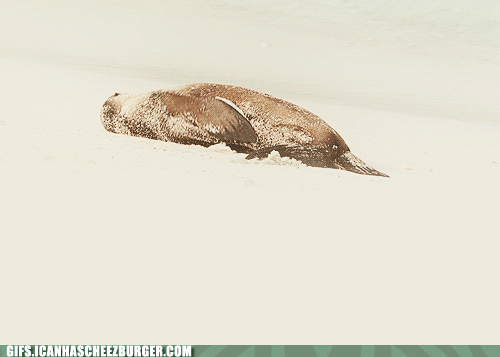 Moving Image Mayhem--ANIMAL EDITION