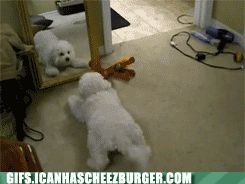 Moving Image Mayhem--ANIMAL EDITION