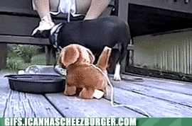 Moving Image Mayhem--ANIMAL EDITION