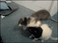 Moving Image Mayhem--ANIMAL EDITION