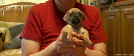 Moving Image Mayhem--ANIMAL EDITION