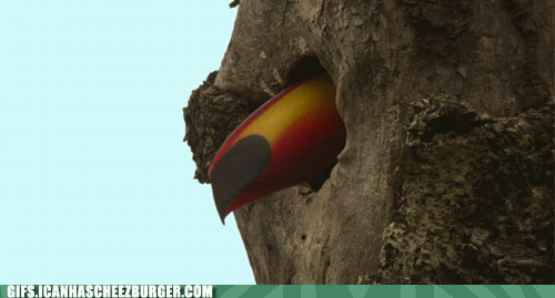 Moving Image Mayhem--ANIMAL EDITION