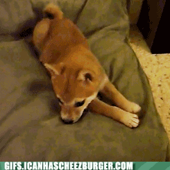 Moving Image Mayhem--ANIMAL EDITION