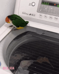 Moving Image Mayhem; Animal Edition