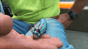 Moving Image Mayhem; Animal Edition