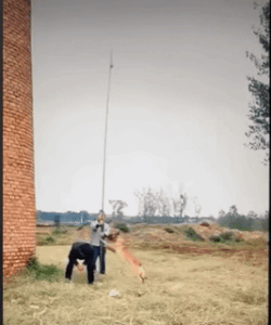 Moving Image Mayhem; Animal Edition