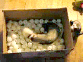 Moving Image Mayhem; Animal Edition