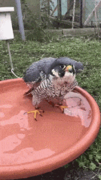 Moving Image Mayhem; Animal Edition