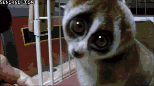 Moving Image Mayhem; Animal Edition