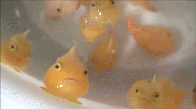 Moving Image Mayhem; Animal Edition