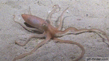 Moving Image Mayhem; Animal Edition