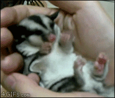 Moving Image Mayhem; Animal Edition