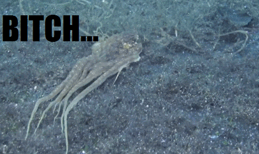 Moving Image Mayhem; Animal Edition