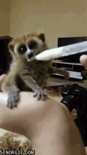 Moving Image Mayhem; Animal Edition