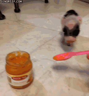 Moving Image Mayhem; Animal Edition