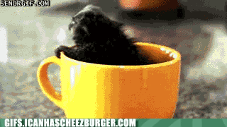 Moving Image Mayhem; Animal Edition