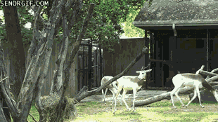 Moving Image Mayhem; Animal Edition