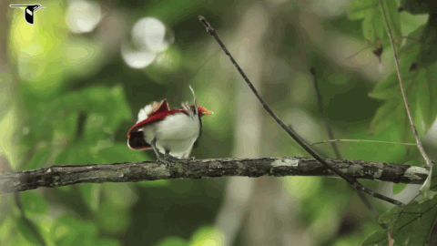 Moving Image Mayhem; Animal Edition