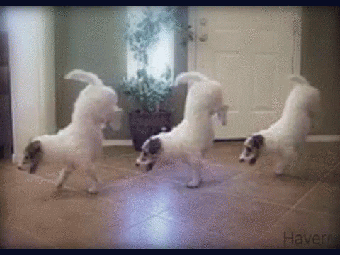 Moving Image Mayhem; Animal Edition