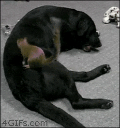 Moving Image Mayhem; Animal Edition