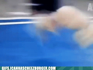 Moving Image Mayhem; Animal Edition