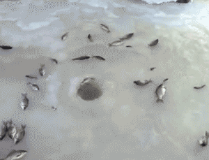 Moving Image Mayhem; Animal Edition