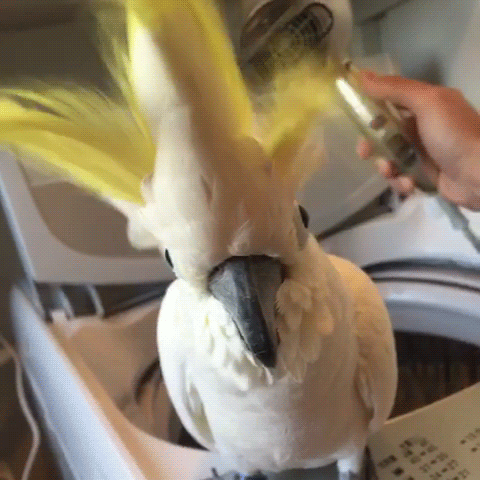 Moving Image Mayhem; Animal Edition