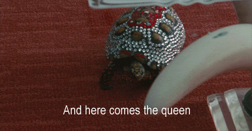 Moving Image Mayhem; Animal Edition