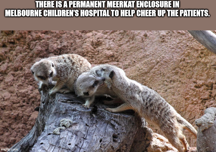 40 Fun Facts to Fold Into Your Brain Wrinkles