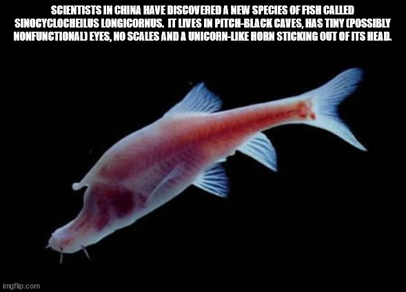 40 Fun Facts to Fold Into Your Brain Wrinkles