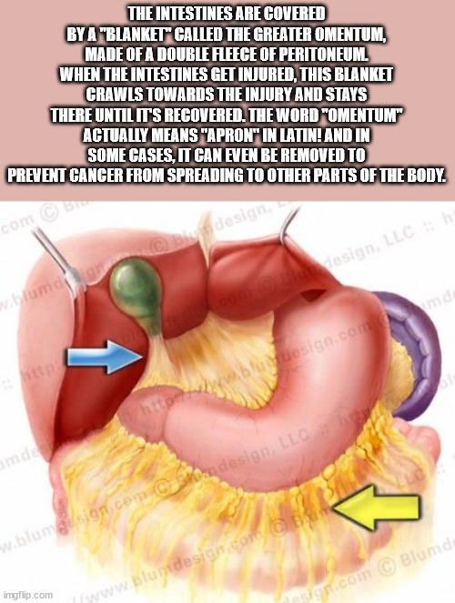 40 Fun Facts to Fold Into Your Brain Wrinkles