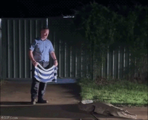 Moving Image Mayhem (Animal Edition)