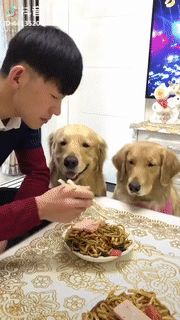 Moving Image Mayhem (Animal Edition)