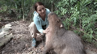 Moving Image Mayhem (Animal Edition)