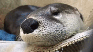 Moving Image Mayhem (Animal Edition)