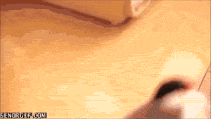 Moving Image Mayhem (Animal Edition)