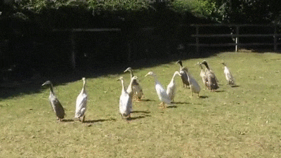 Moving Image Mayhem (Animal Edition)