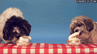 Moving Image Mayhem (Animal Edition)