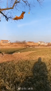 Moving Image Mayhem (Animal Edition)