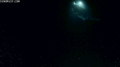 Moving Image Mayhem (Animal Edition)