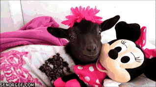 Moving Image Mayhem (Animal Edition)