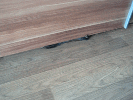 Moving Image Mayhem (Animal Edition)