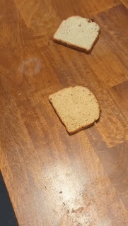 Moving Image Mayhem (Animal Edition)